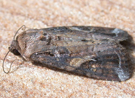 Fall Armyworm